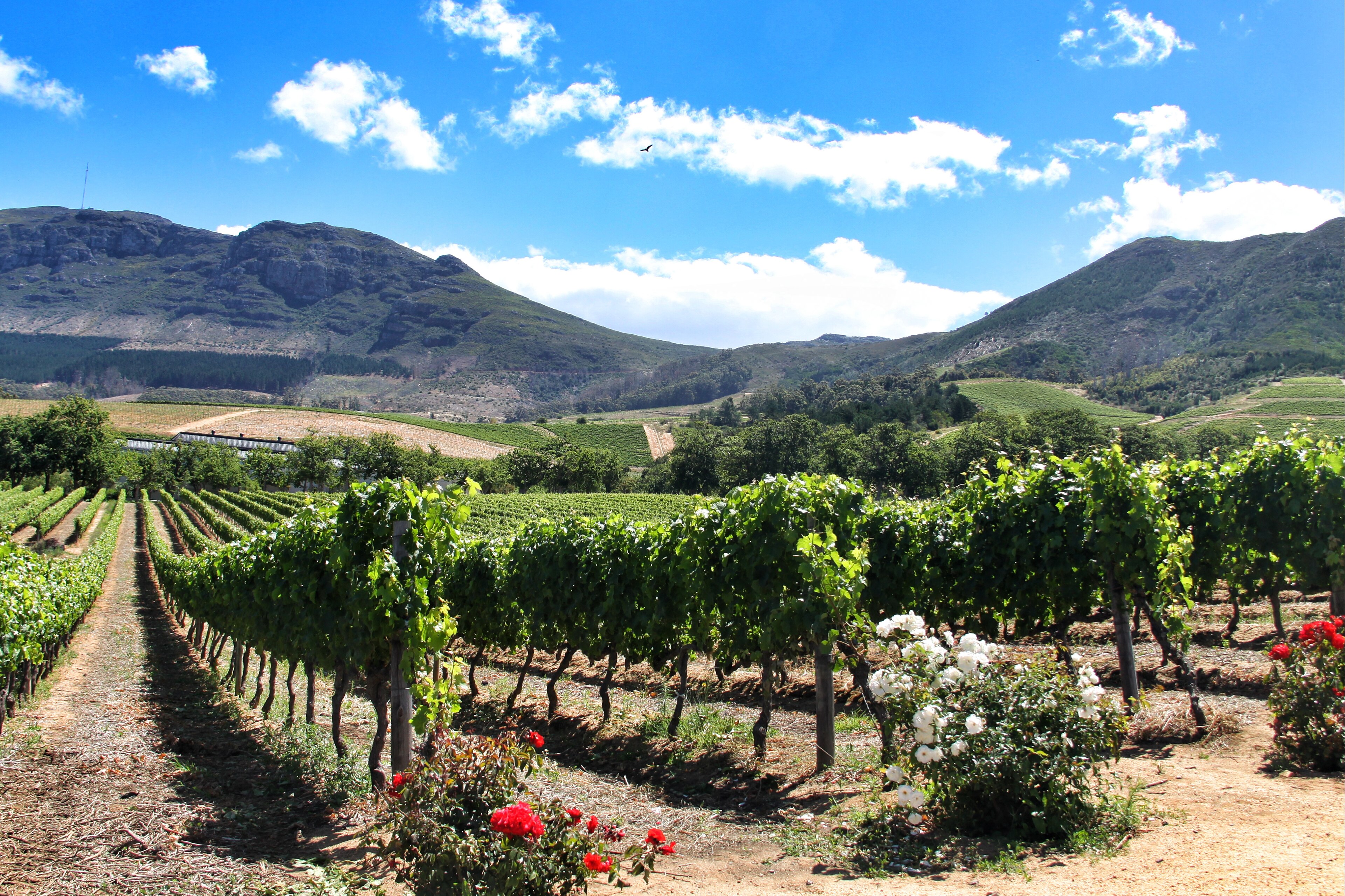Cape Town Highlights: Table Mountain, City & Wine
