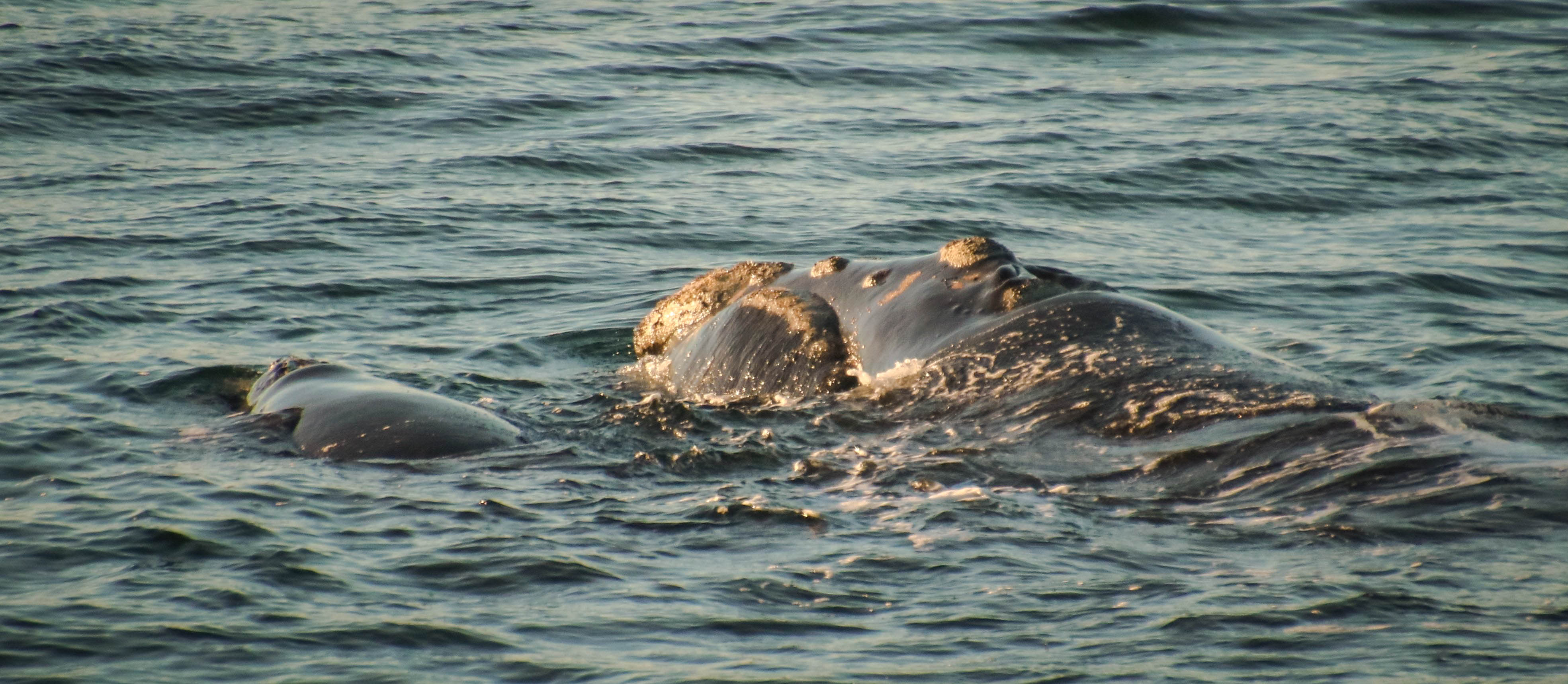 The Whale Coast