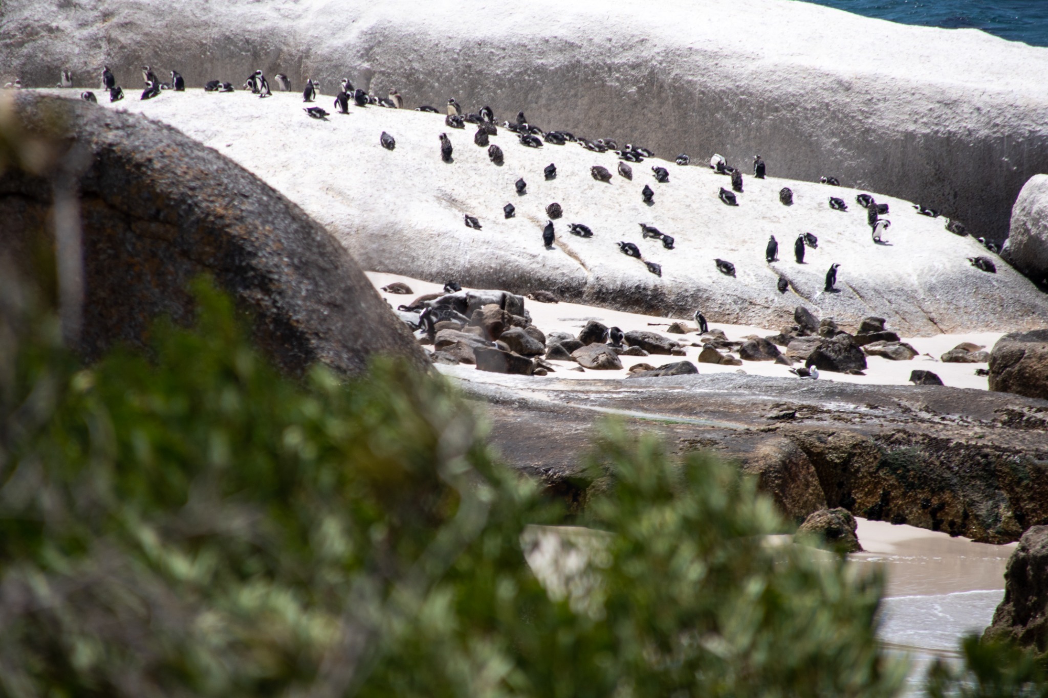 Simon’s Town Stories & Penguins
