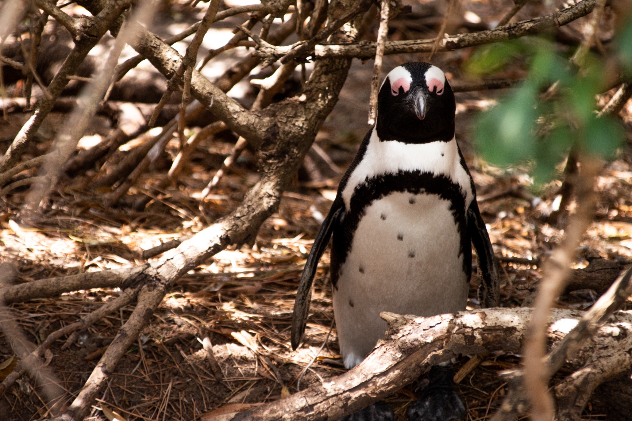 Simon’s Town Stories & Penguins